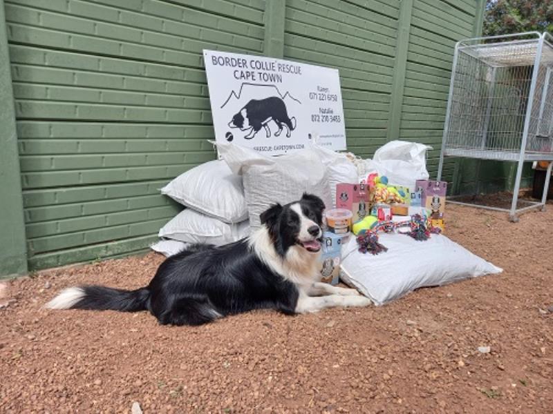 Border Collie Rescue, Cape Town